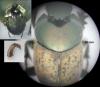 Onthophagus vacca